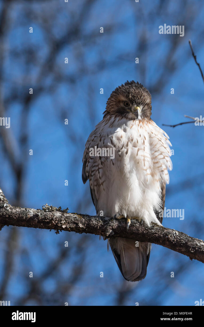 Hawk sur une branche dans les bois tête tourna légèrement vers la droite vue verticale Banque D'Images