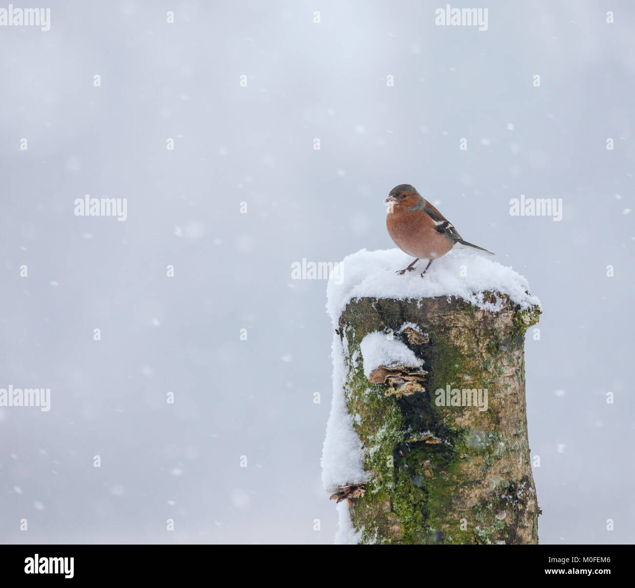 Un homme, Fringilla coelebs Chaffinch commun, debout dans la neige au sommet d'un tronc d'arbre reste à la réserve RSPB Lochwinnoch, Ecosse, Royaume-Uni. Banque D'Images