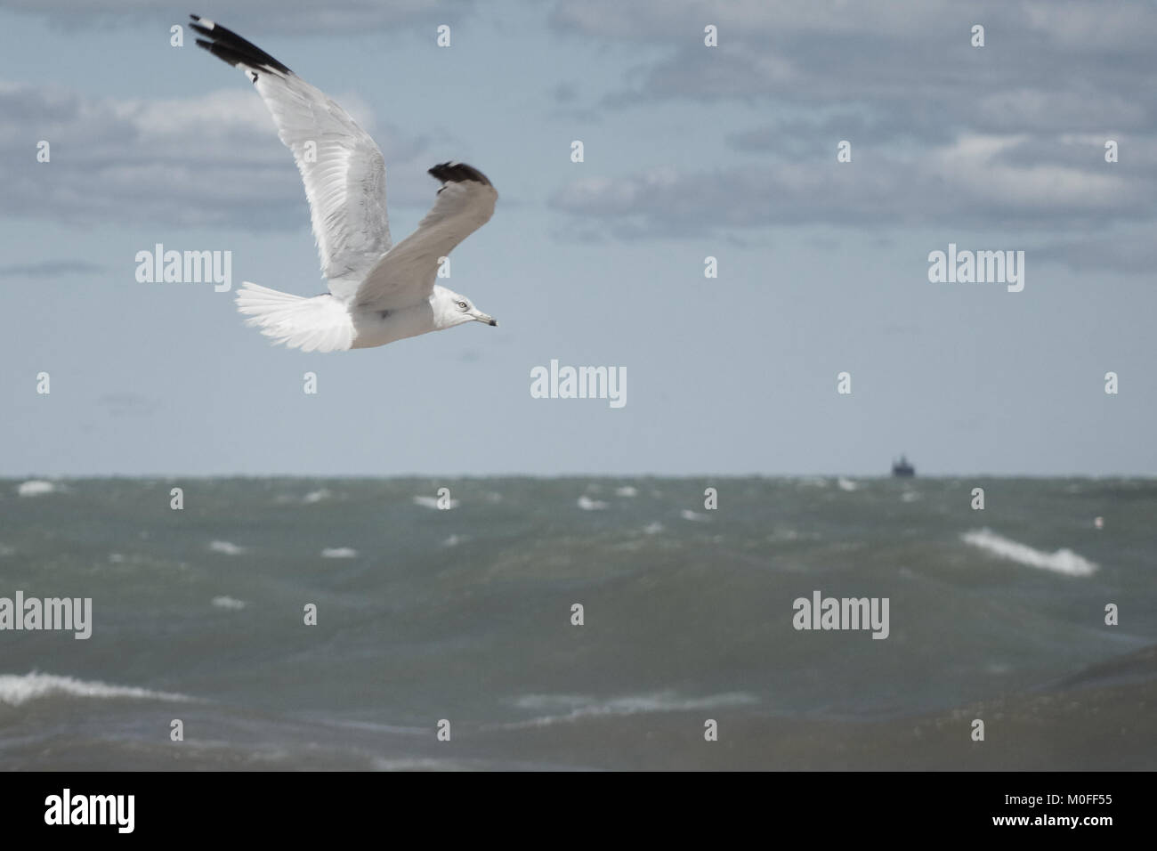 Mouette solitaire survolant un lac Michigan orageux Banque D'Images