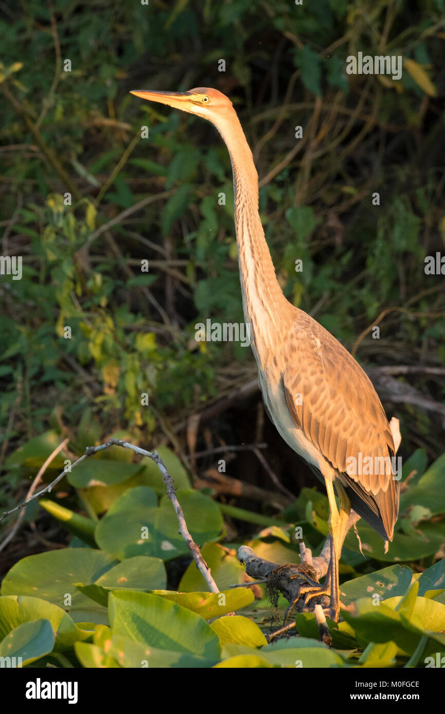 Héron pourpré (Ardea purpurea) sur un Brach, dans le Delta du Danube Banque D'Images