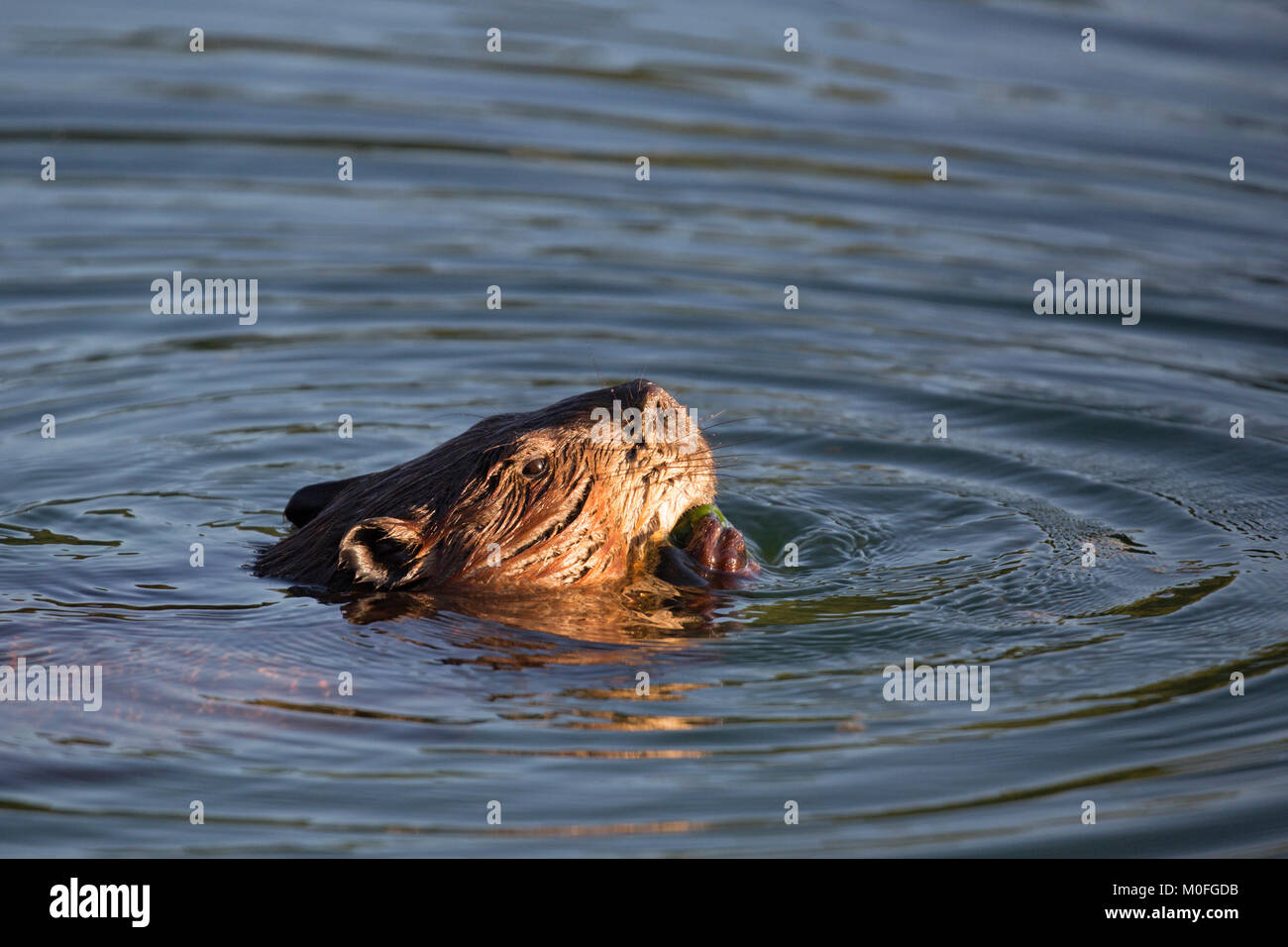 Castor (Castor canadensis) manger la végétation aquatique après la plongée à récolter le fond de l'étang Banque D'Images