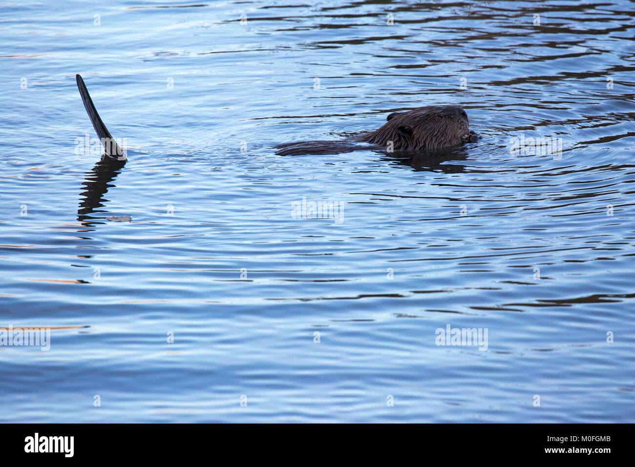 Castor (Castor canadensis) utilisant la queue comme contrepoids pour flotter à la surface de l'étang Banque D'Images