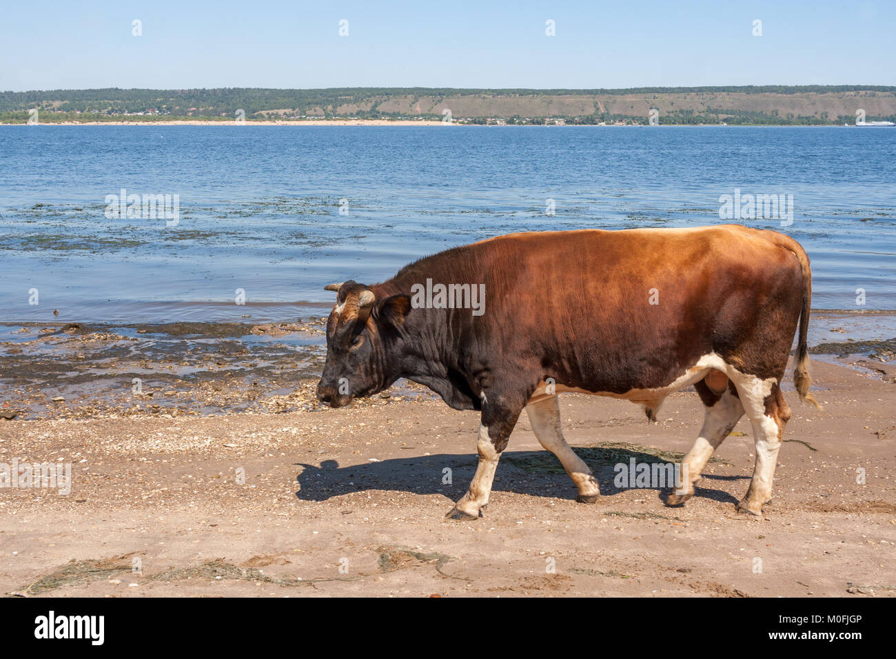 Un big brown bull va sur les rives du fleuve. Banque D'Images