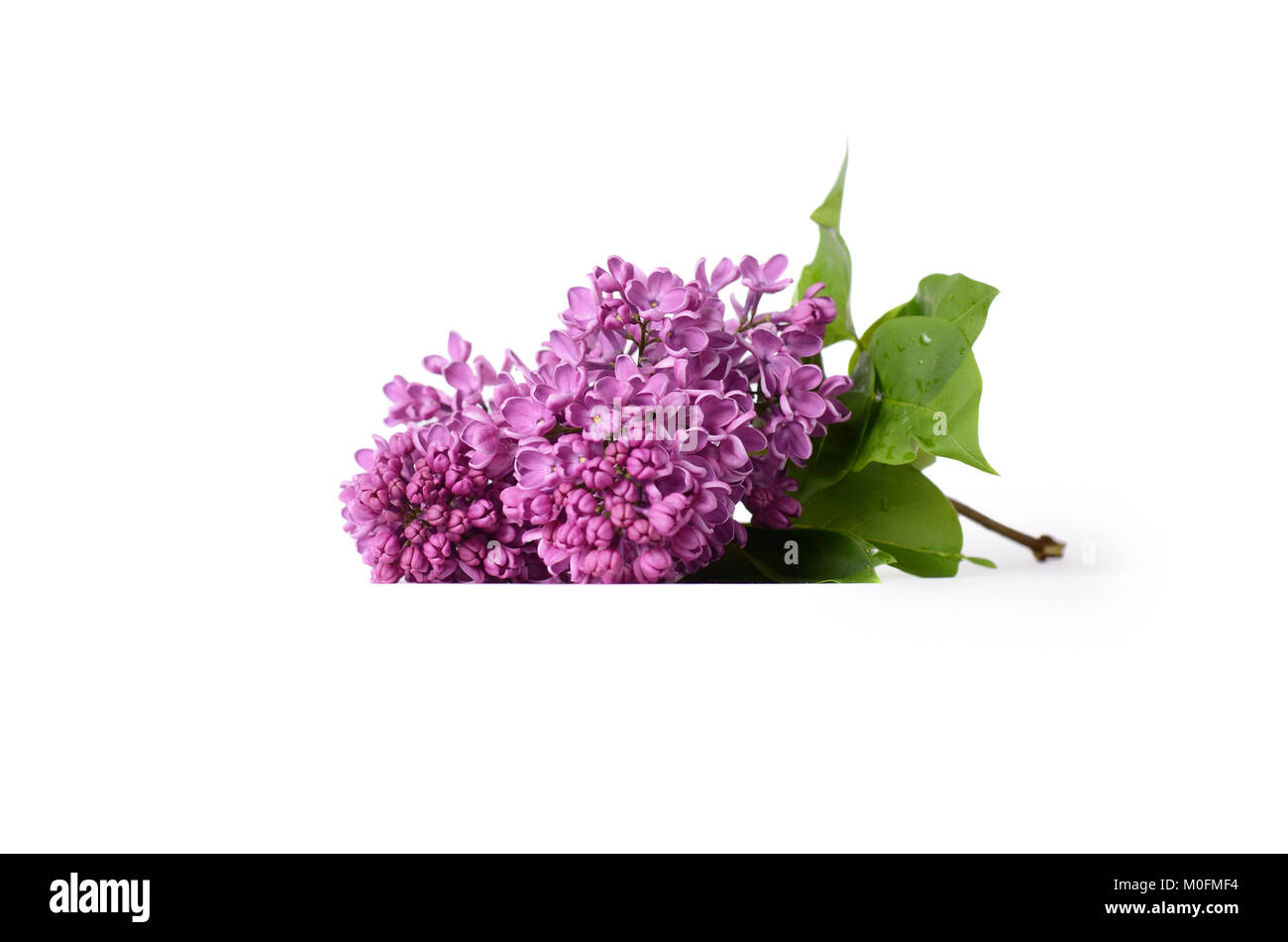 Direction générale de la floraison lilas isolé sur fond blanc Banque D'Images