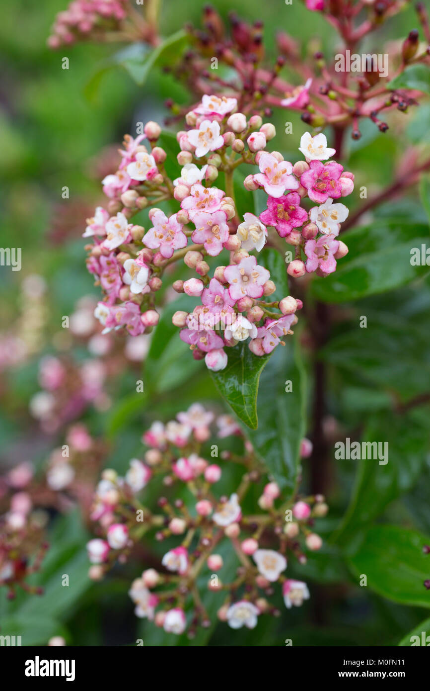 Viburnum tinus 'Eve Price' Banque D'Images