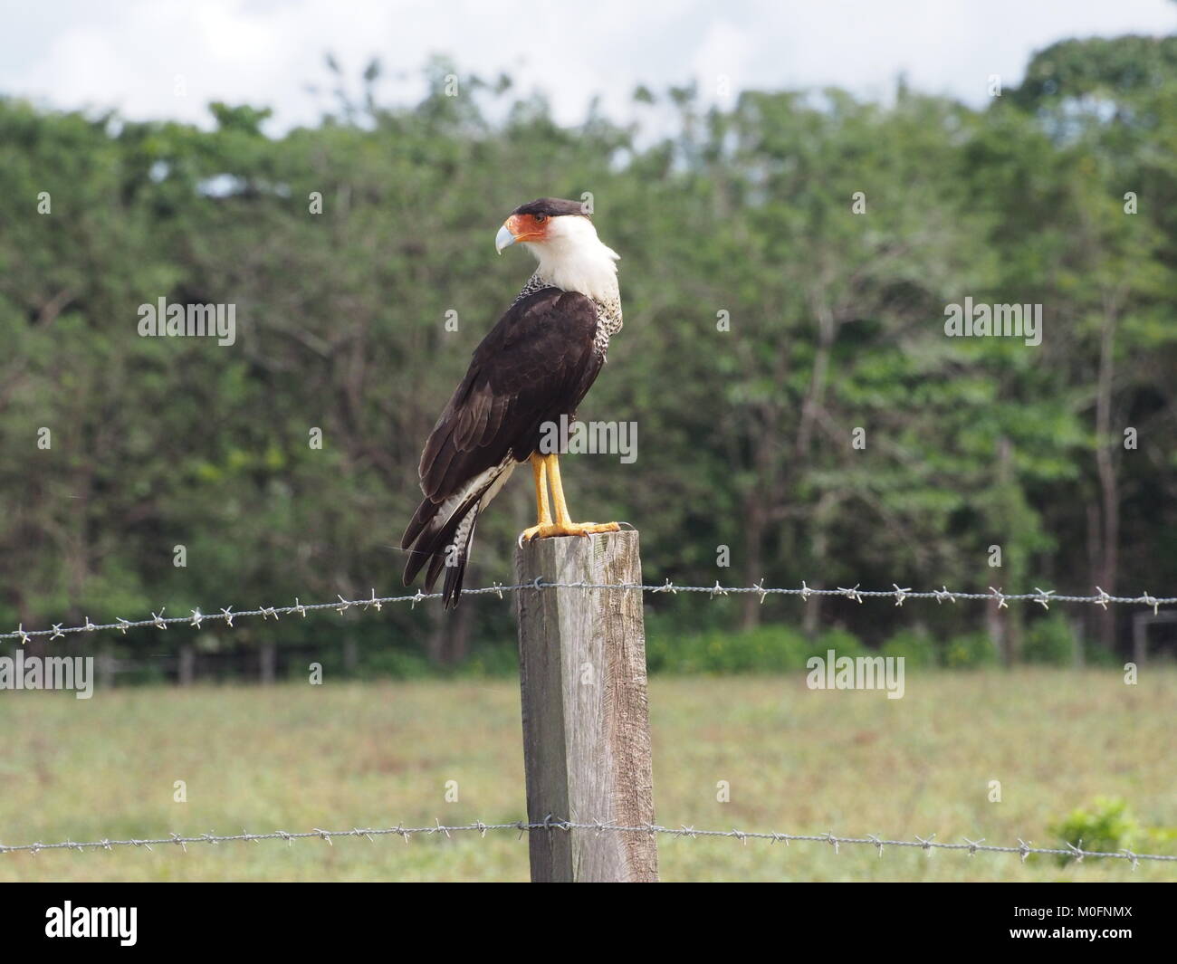 Caracara huppé du nord Banque D'Images