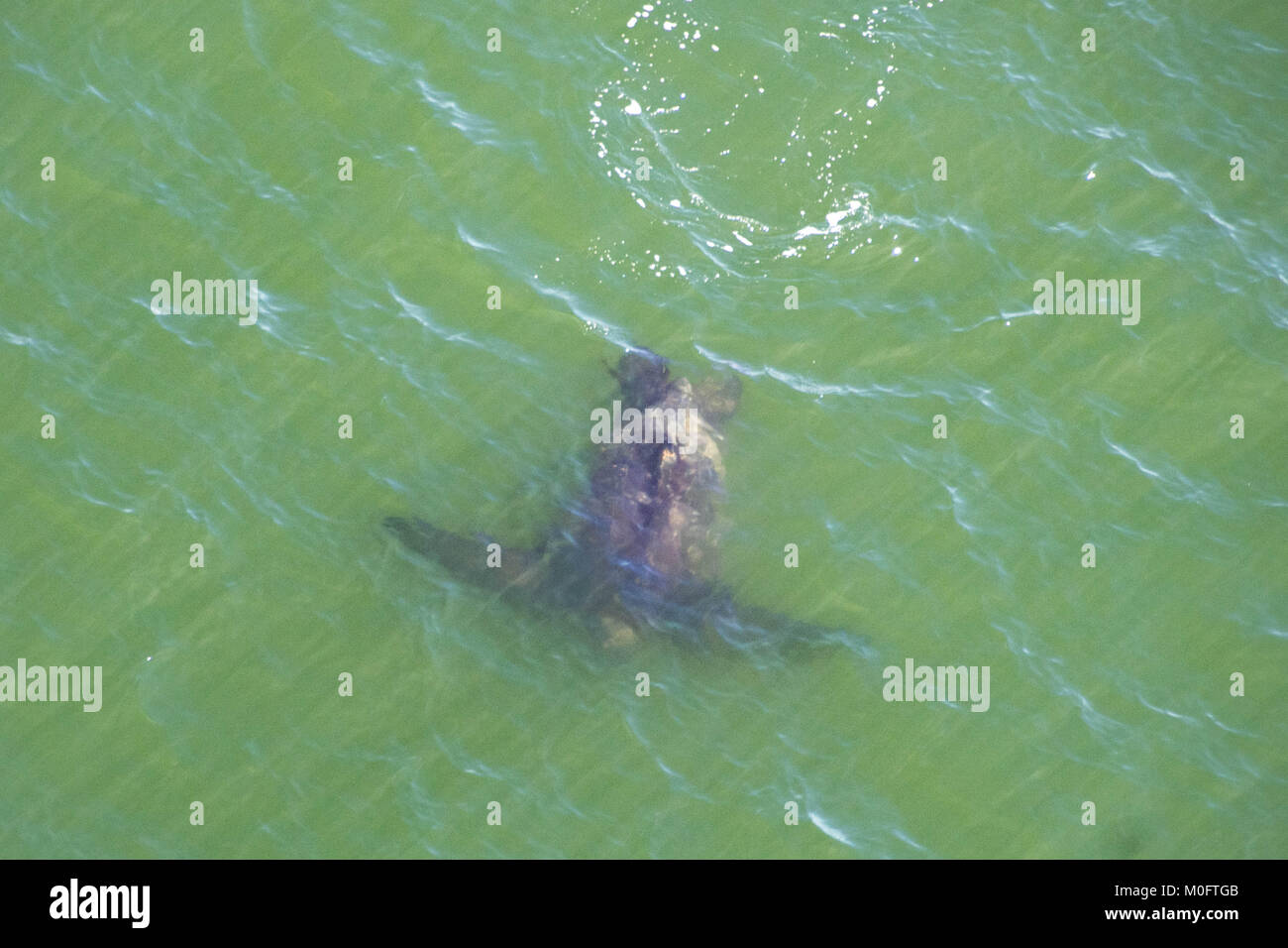 Tortue luth, la tortue la plus importante du monde, filtre la côte Atlantique au large de la côte de la Caroline du Sud Banque D'Images