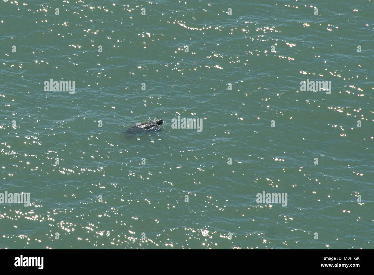 Tortue luth, la tortue la plus importante du monde, filtre la côte Atlantique au large de la côte de la Caroline du Sud Banque D'Images