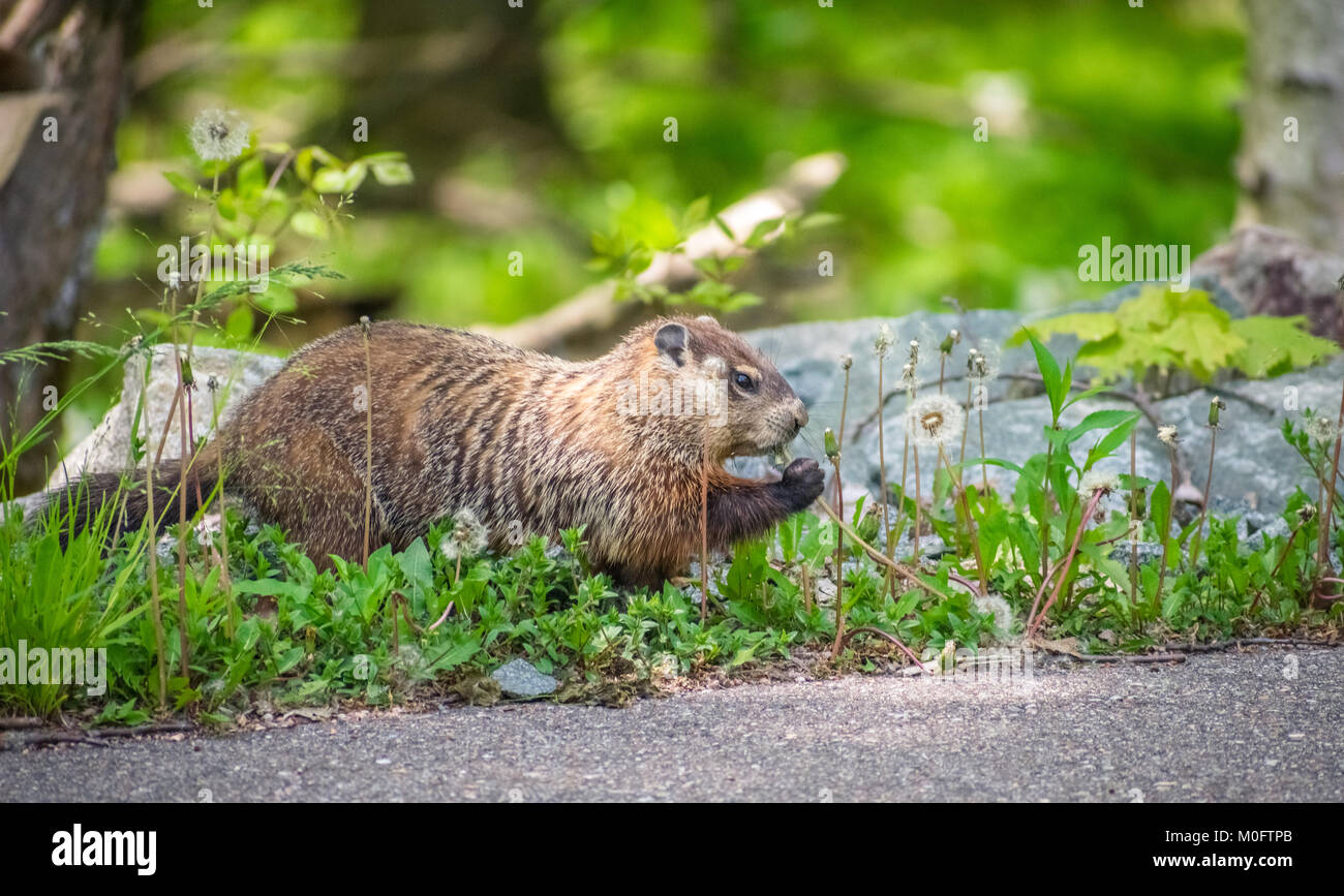 marmotte mangeant des fleurs Banque D'Images