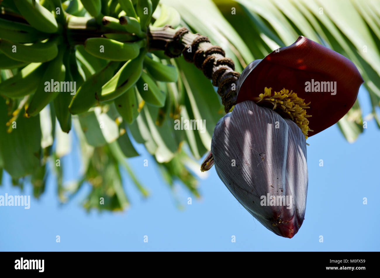 Bananier bud Banque D'Images