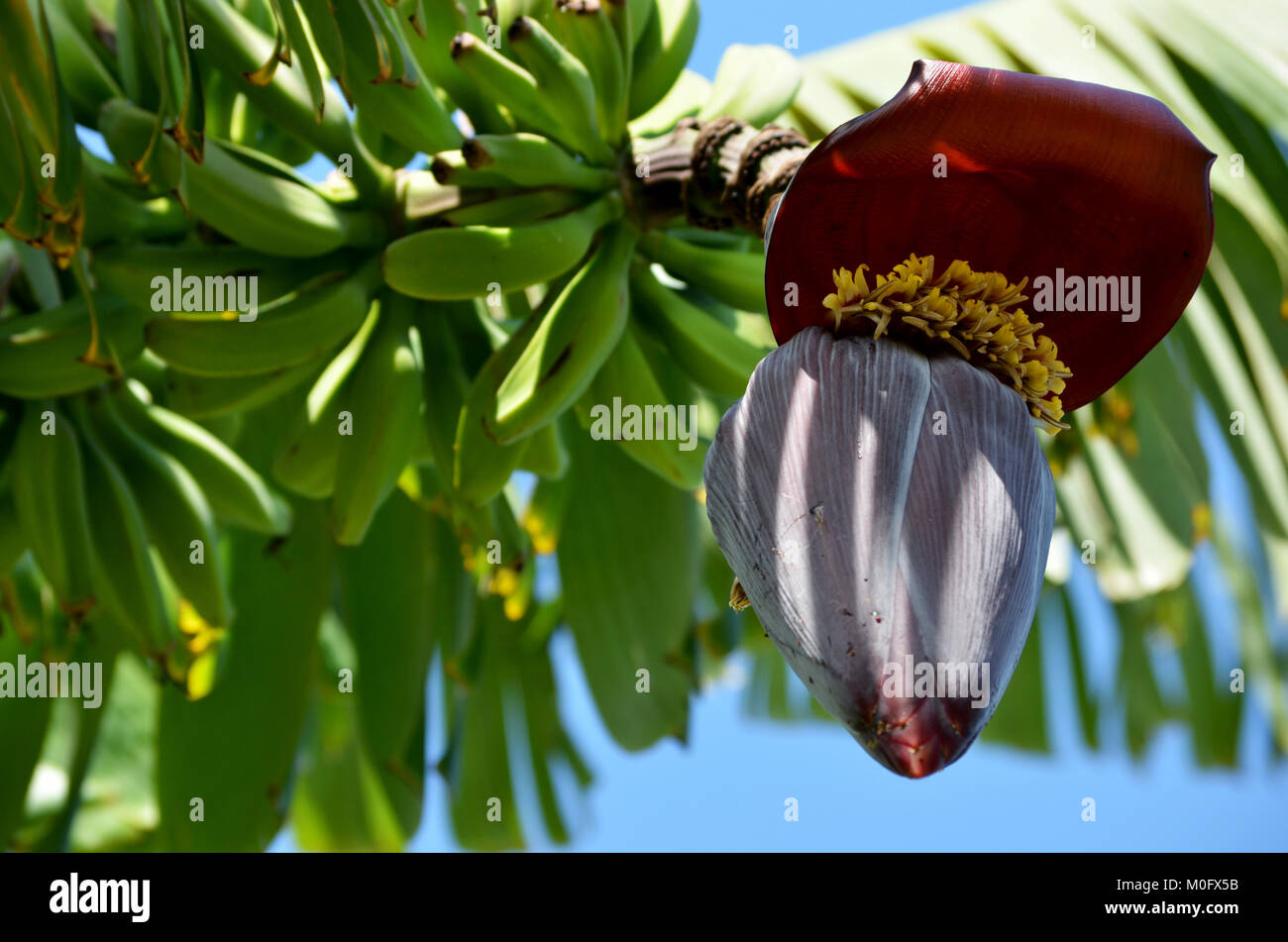 Bananier bud Banque D'Images