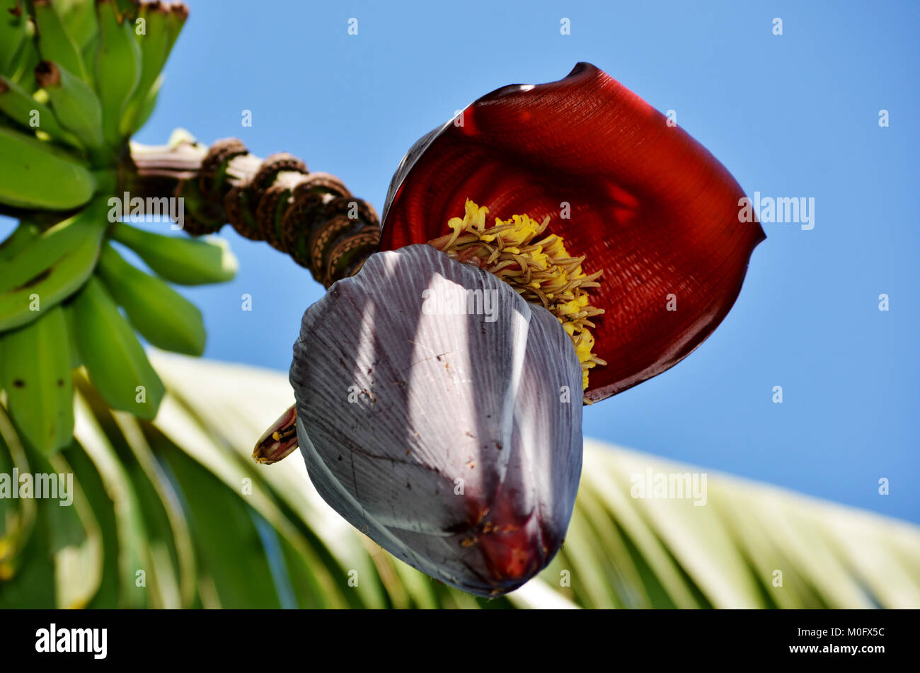 Bananier bud Banque D'Images