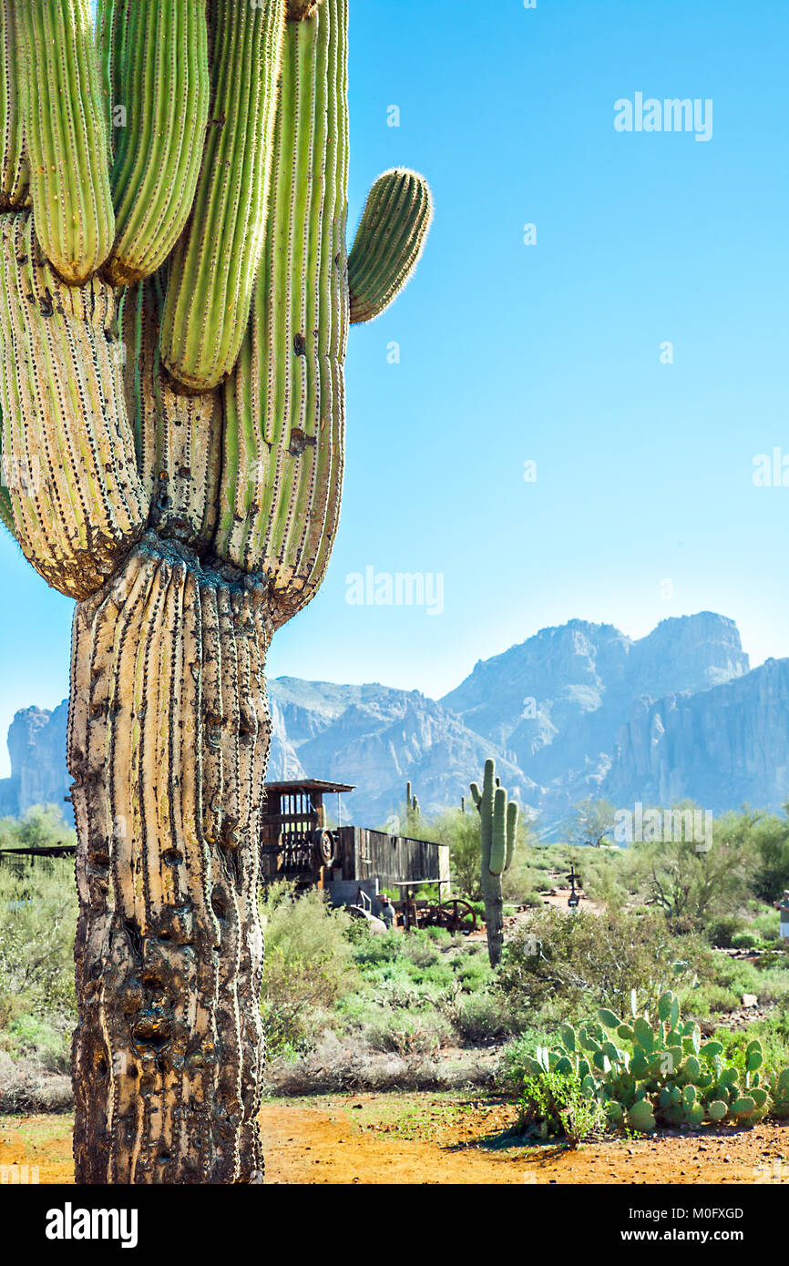 Cactus à Apache Trail en Arizona Banque D'Images