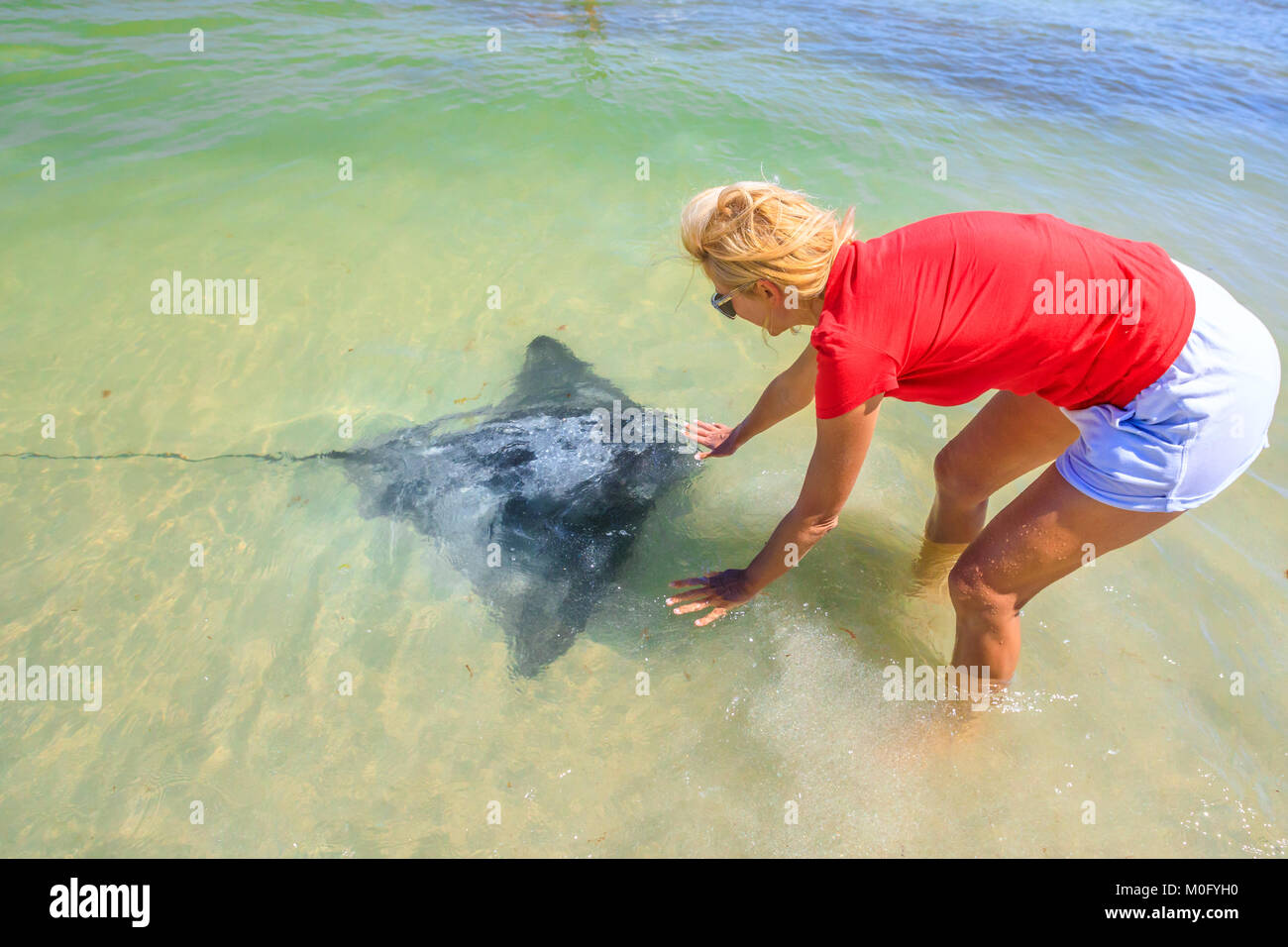 Approches femme Eagle Ray Banque D'Images