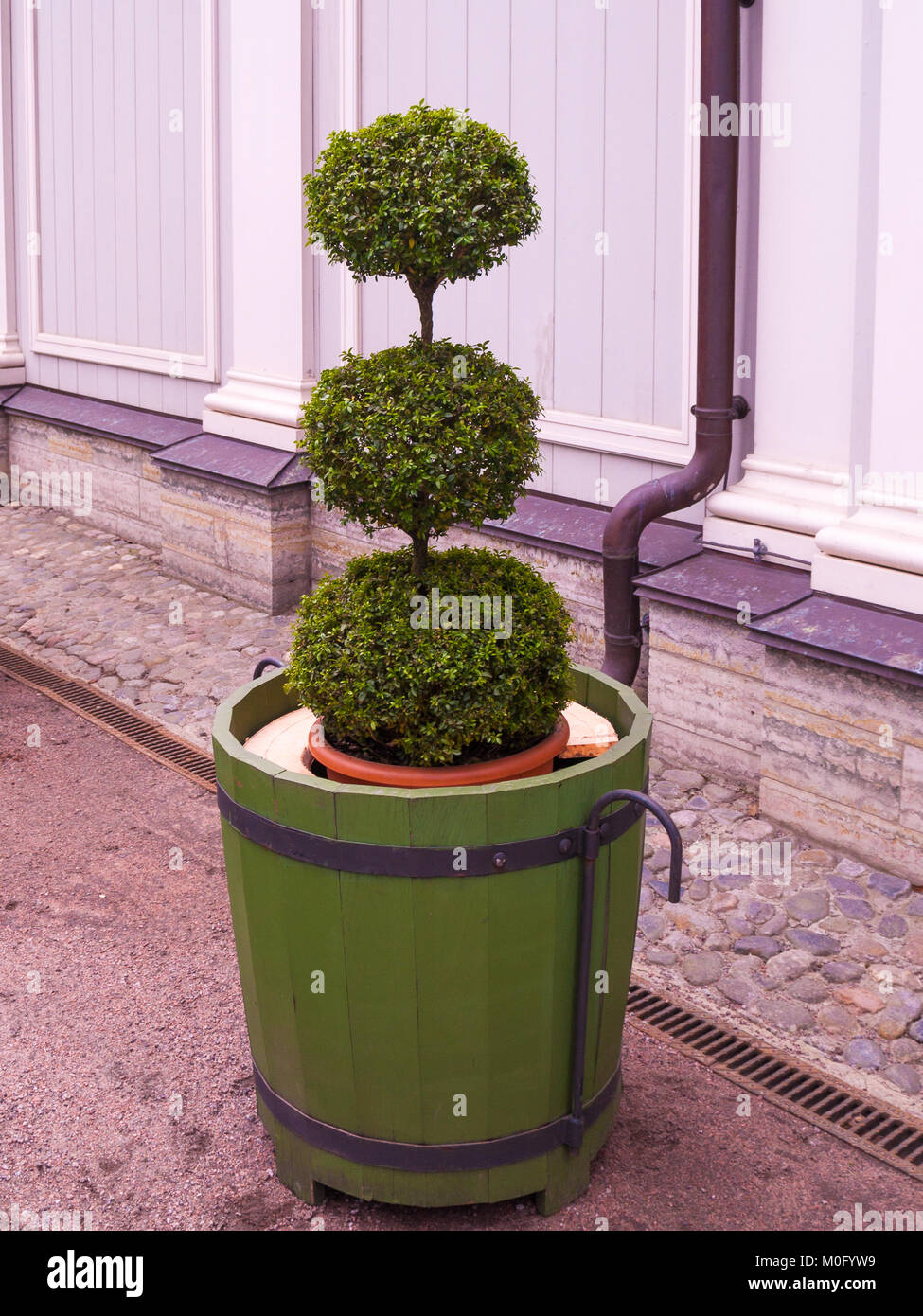 Un nain arbre sphérique dans un grand bain à remous vert se trouve près de l'immeuble à effet d'hiver au début du printemps en avril le parc Jardin d'été à Saint Petersbu Banque D'Images