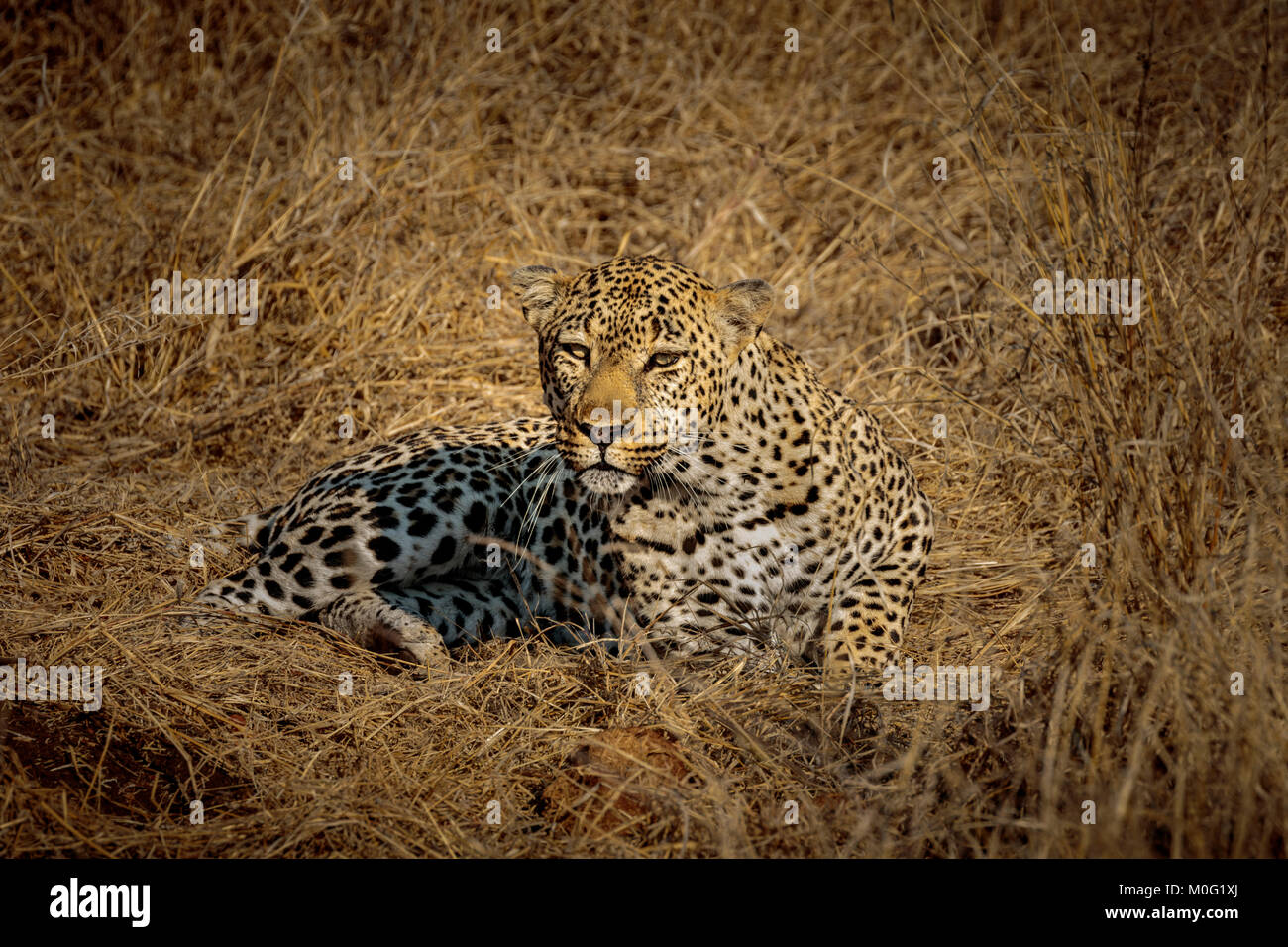 Au début de réchauffement Leopard soleil Banque D'Images
