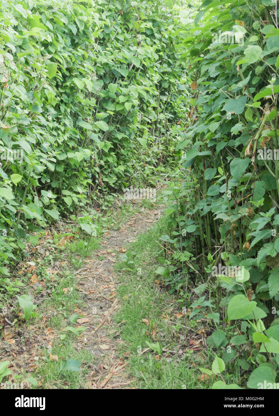 Sentier qui serpente dans la renouée japonaise (Fallopia japonica) plante envahissante en juin, UK Banque D'Images