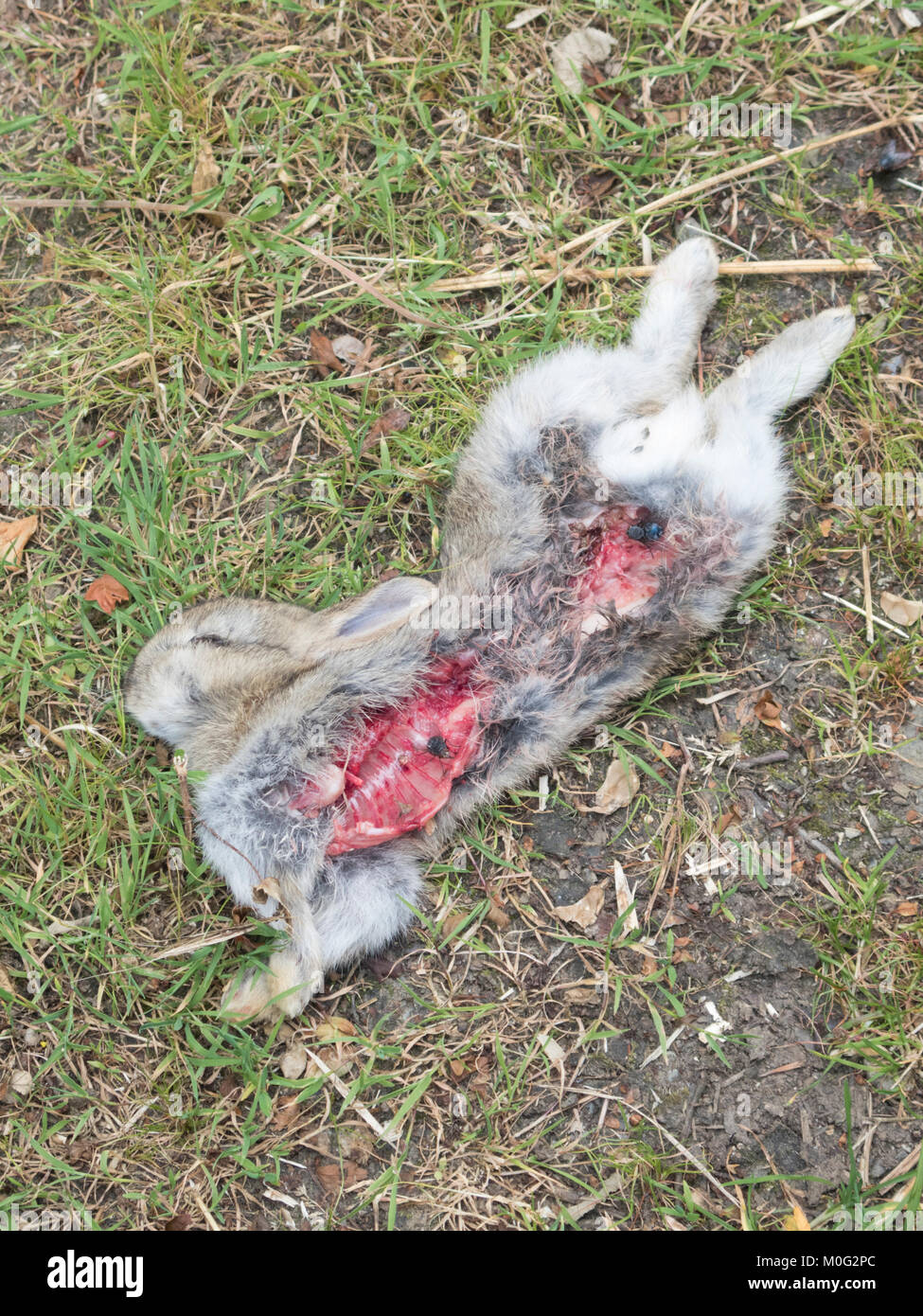 Lapin sauvage mort ( Oryctolagus cuniculus ), UK Banque D'Images