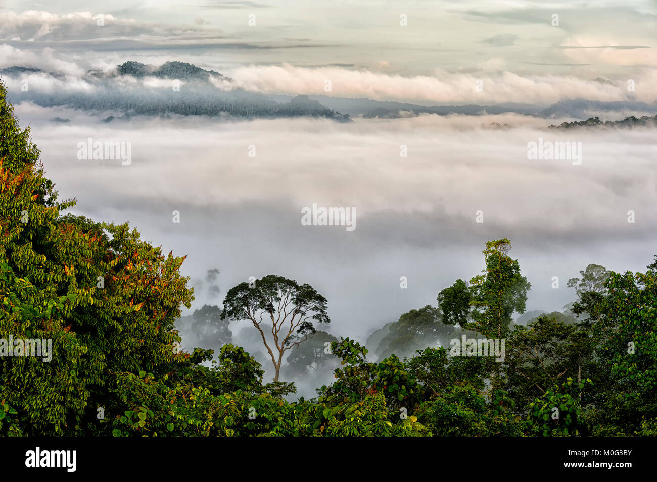 Morning Mist sur la canopée de la forêt tropicale primaire à l'aube, Danum Valley, Bornéo, Sabah, Malaisie Banque D'Images