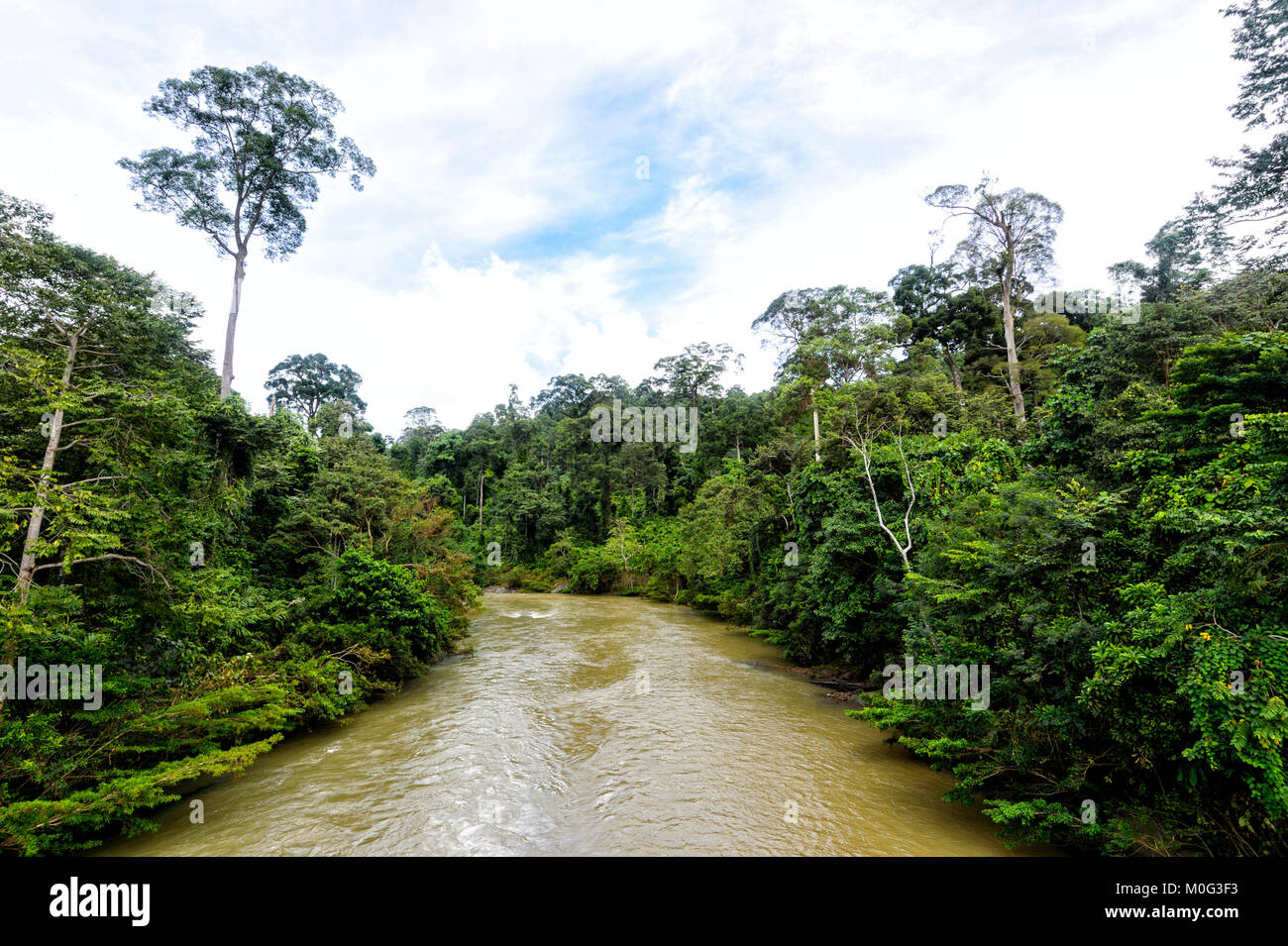 Vue de la rivière Danum, Danum Valley Conservation Area, Bornéo, Sabah, Malaisie Banque D'Images Vue de la rivière Danum, Danum Valley Conservation Area, Bornéo, Sabah, Malaisie Banque D'Images