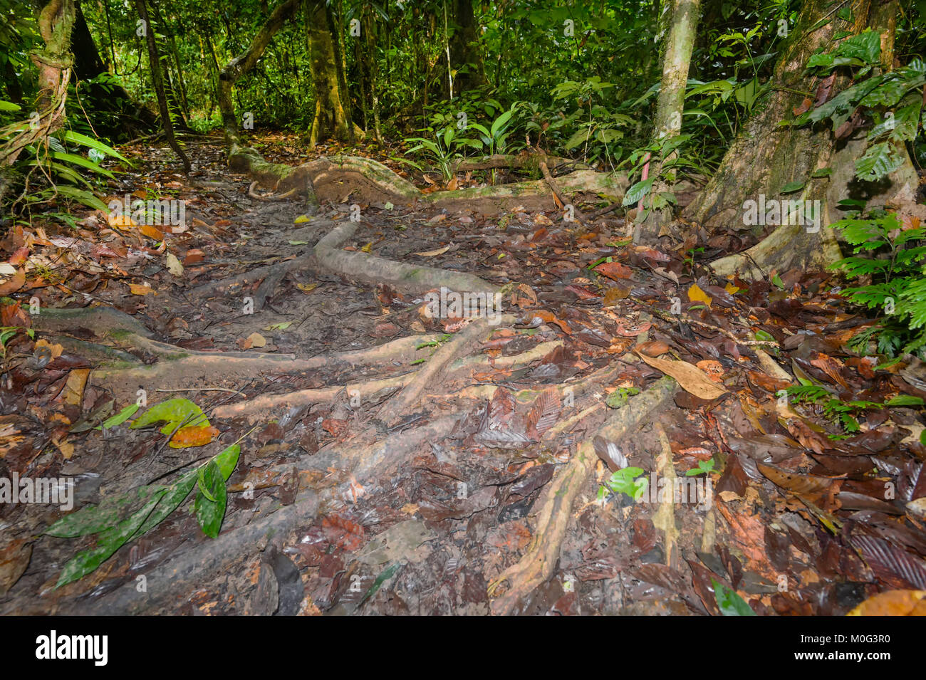 Les racines exposées sur le sol de la forêt, la zone de conservation de la vallée de Danum, Bornéo, Sabah, Malaisie Banque D'Images Les racines exposées sur le sol de la forêt, la zone de conservation de la vallée de Danum, Bornéo, Sabah, Malaisie Banque D'Images