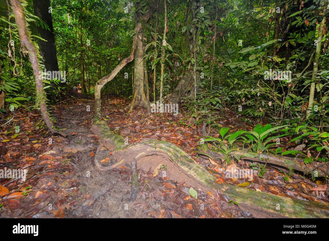Les racines exposées sur le sol de la forêt, la zone de conservation de la vallée de Danum, Bornéo, Sabah, Malaisie Banque D'Images Les racines exposées sur le sol de la forêt, la zone de conservation de la vallée de Danum, Bornéo, Sabah, Malaisie Banque D'Images