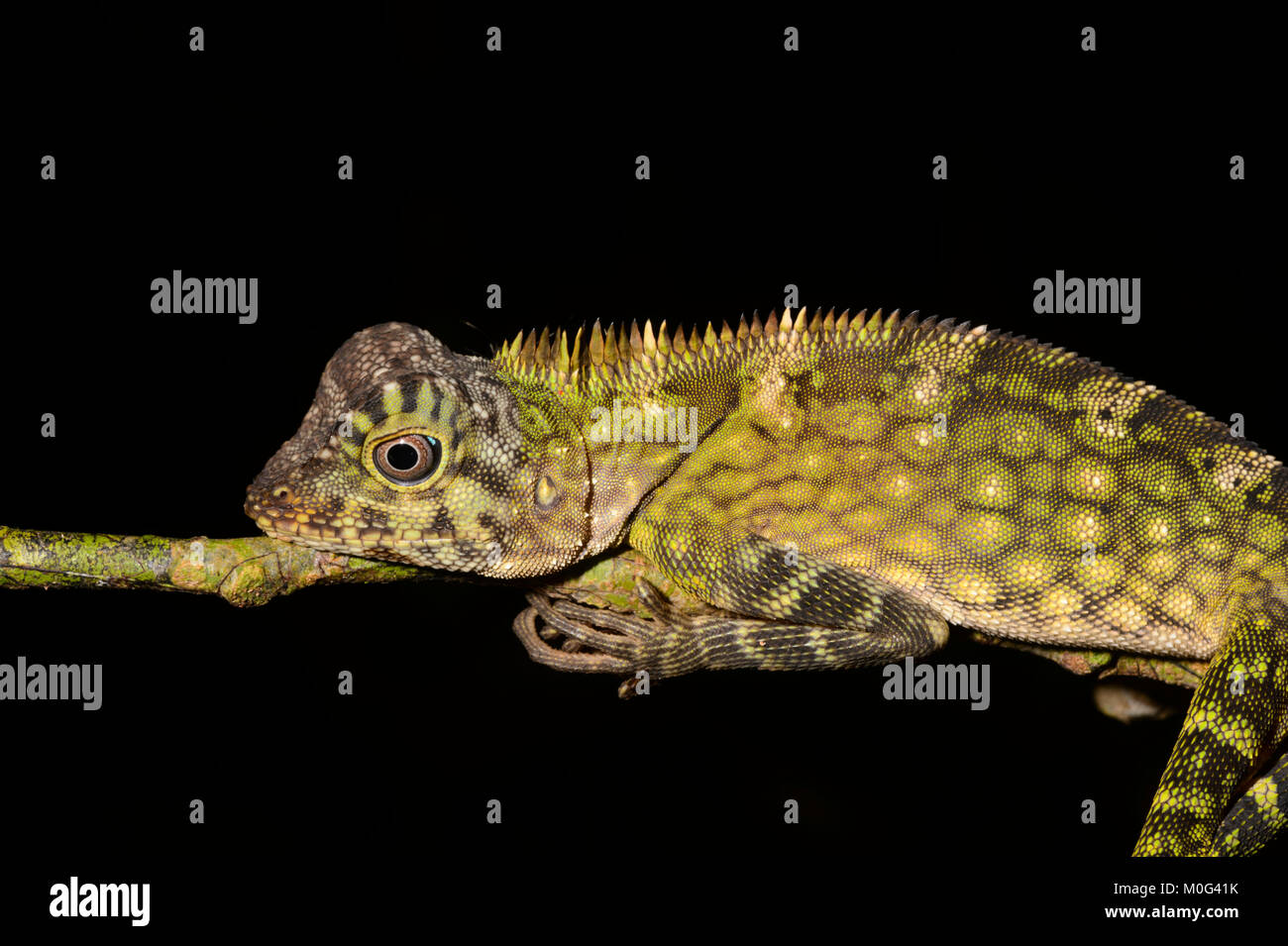 Angle de Bornéo ou Dragon à tête de dragon lizard (Gonocephalus bornensis), zone de conservation de la vallée de Danum, Bornéo, Sabah, Malaisie Banque D'Images