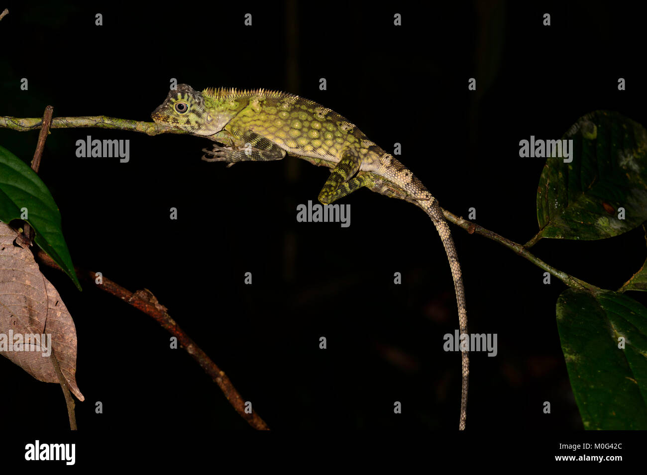 Angle de Bornéo ou Dragon à tête de dragon lizard (Gonocephalus bornensis), zone de conservation de la vallée de Danum, Bornéo, Sabah, Malaisie Banque D'Images