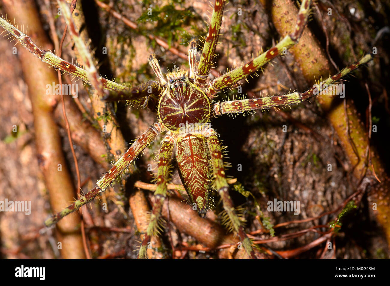 Tronc d'arbre géant Huntsman (Heteropoda boiei), zone de conservation de la vallée de Danum, Bornéo, Sabah, Malaisie Banque D'Images