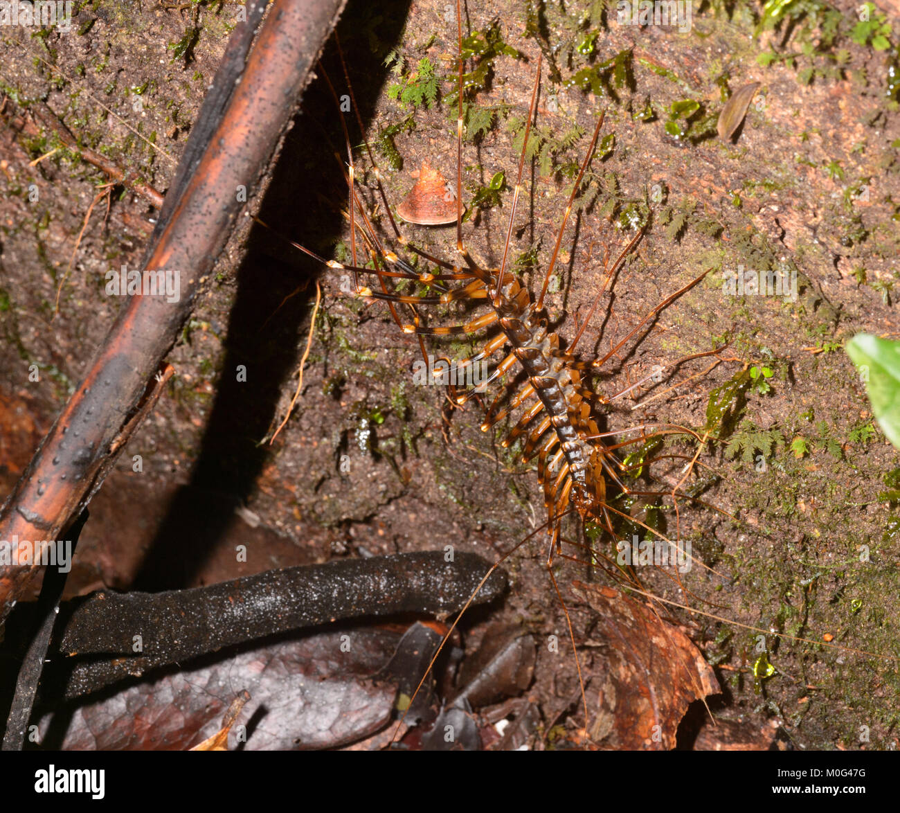 À jambes longues (Centipede Scutigera sp.), le Danum Valley Conservation Area, Bornéo, Sabah, Malaisie Banque D'Images À jambes longues (Centipede Scutigera sp.), le Danum Valley Conservation Area, Bornéo, Sabah, Malaisie Banque D'Images