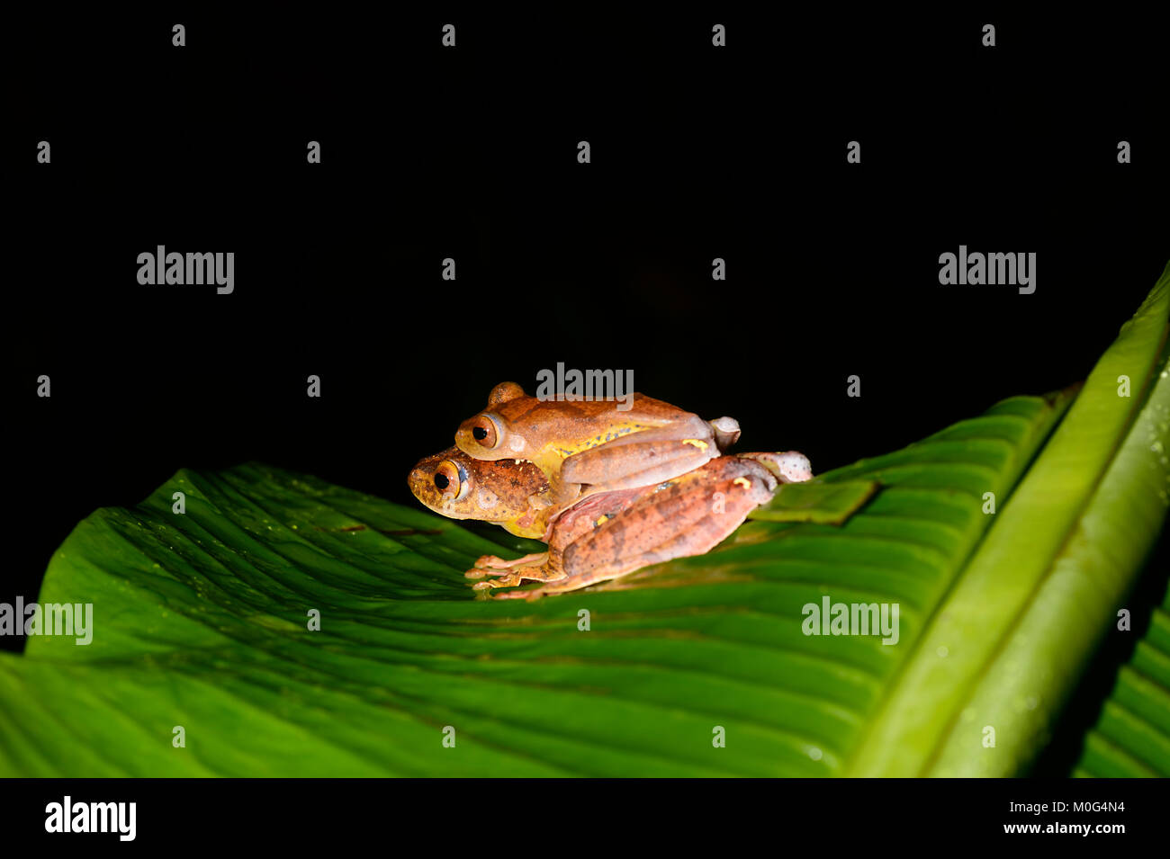 Grenouille arlequin (Rhacophorus pardalis) en amplexus, Danum Valley Conservation Area, Bornéo, Sabah, Malaisie Banque D'Images Grenouille arlequin (Rhacophorus pardalis) en amplexus, Danum Valley Conservation Area, Bornéo, Sabah, Malaisie Banque D'Images