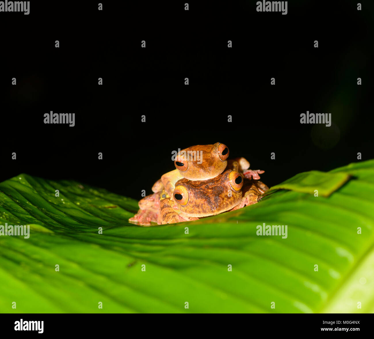 Grenouille arlequin (Rhacophorus pardalis) en amplexus, Danum Valley Conservation Area, Bornéo, Sabah, Malaisie Banque D'Images Grenouille arlequin (Rhacophorus pardalis) en amplexus, Danum Valley Conservation Area, Bornéo, Sabah, Malaisie Banque D'Images