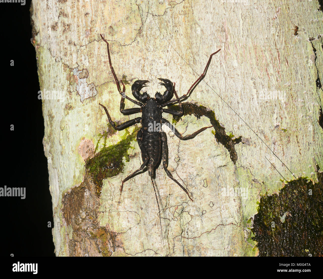 Scorpion Whip (Thelyphonus sp.), le Danum Valley Conservation Area, Bornéo, Sabah, Malaisie Banque D'Images Scorpion Whip (Thelyphonus sp.), le Danum Valley Conservation Area, Bornéo, Sabah, Malaisie Banque D'Images