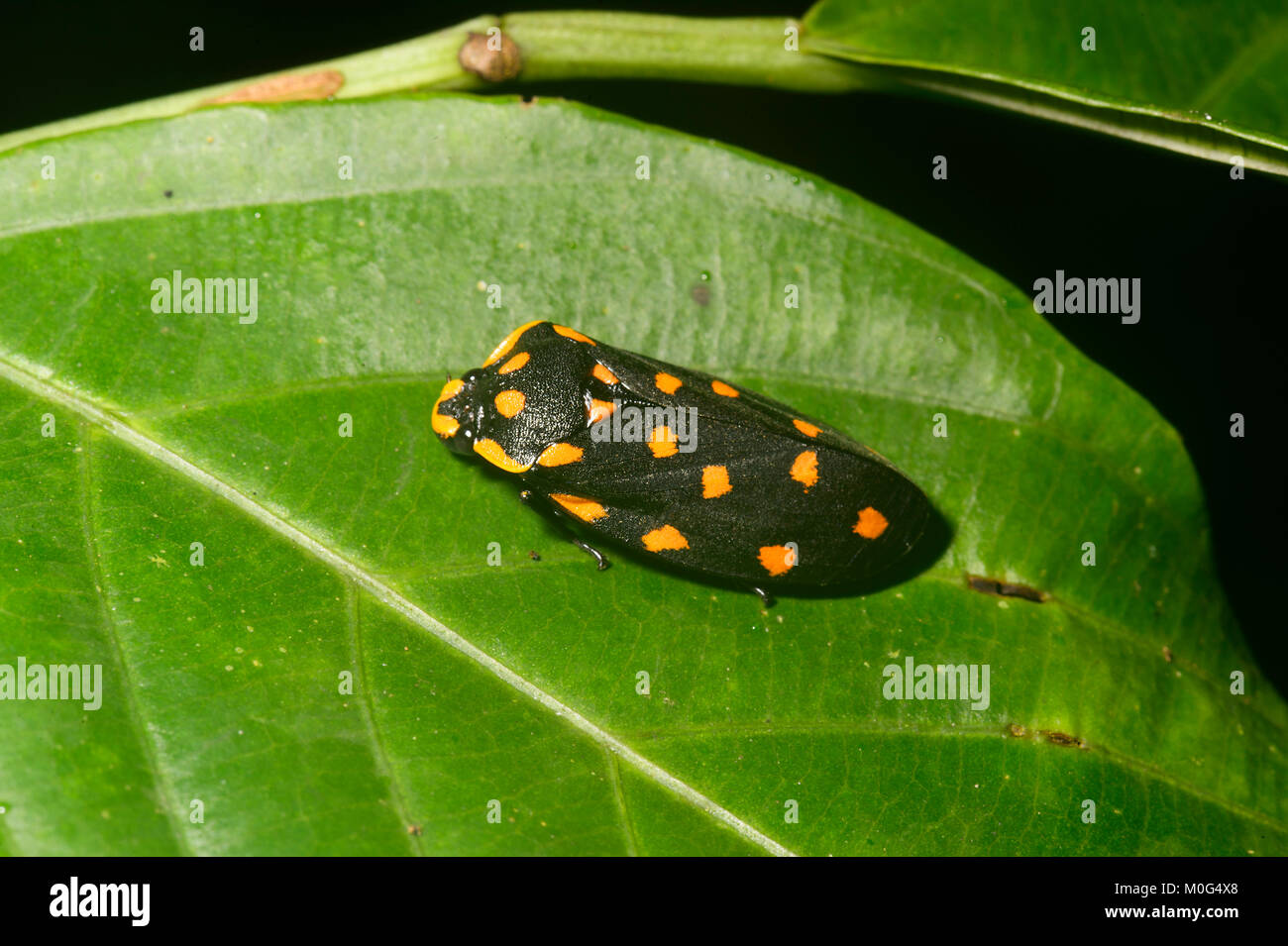 Bug Shield, Danum Valley Conservation Area, Bornéo, Sabah, Malaisie Banque D'Images