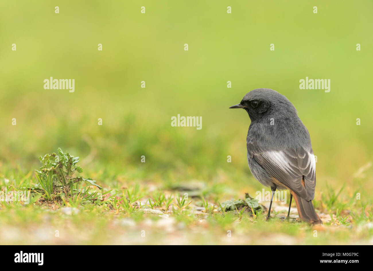 Rougequeue noir Phoenicurus ochruros)(à la recherche de nourriture sur le terrain. Banque D'Images