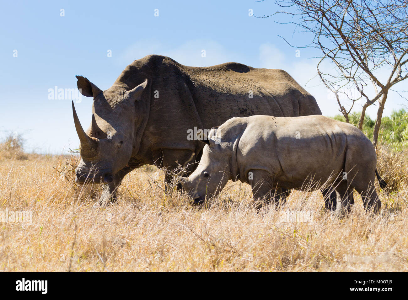 Rhinocéros blanc femelle avec chiot, à partir de Hluhluwe-Imfolozi Park, Afrique du Sud. La faune africaine. Ceratotherium simum Banque D'Images