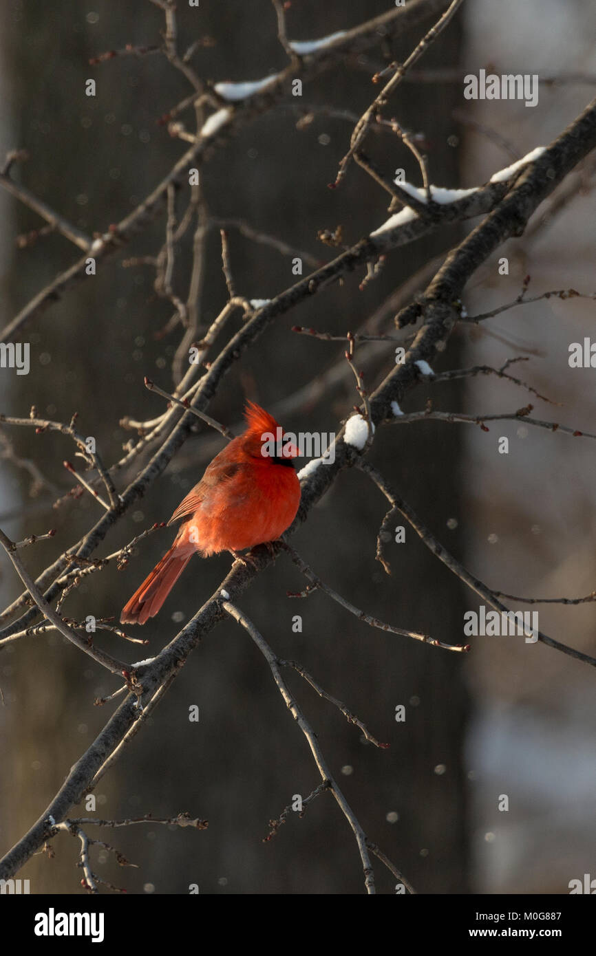 Le Cardinal rouge mâle en Arbre enneigé. Banque D'Images