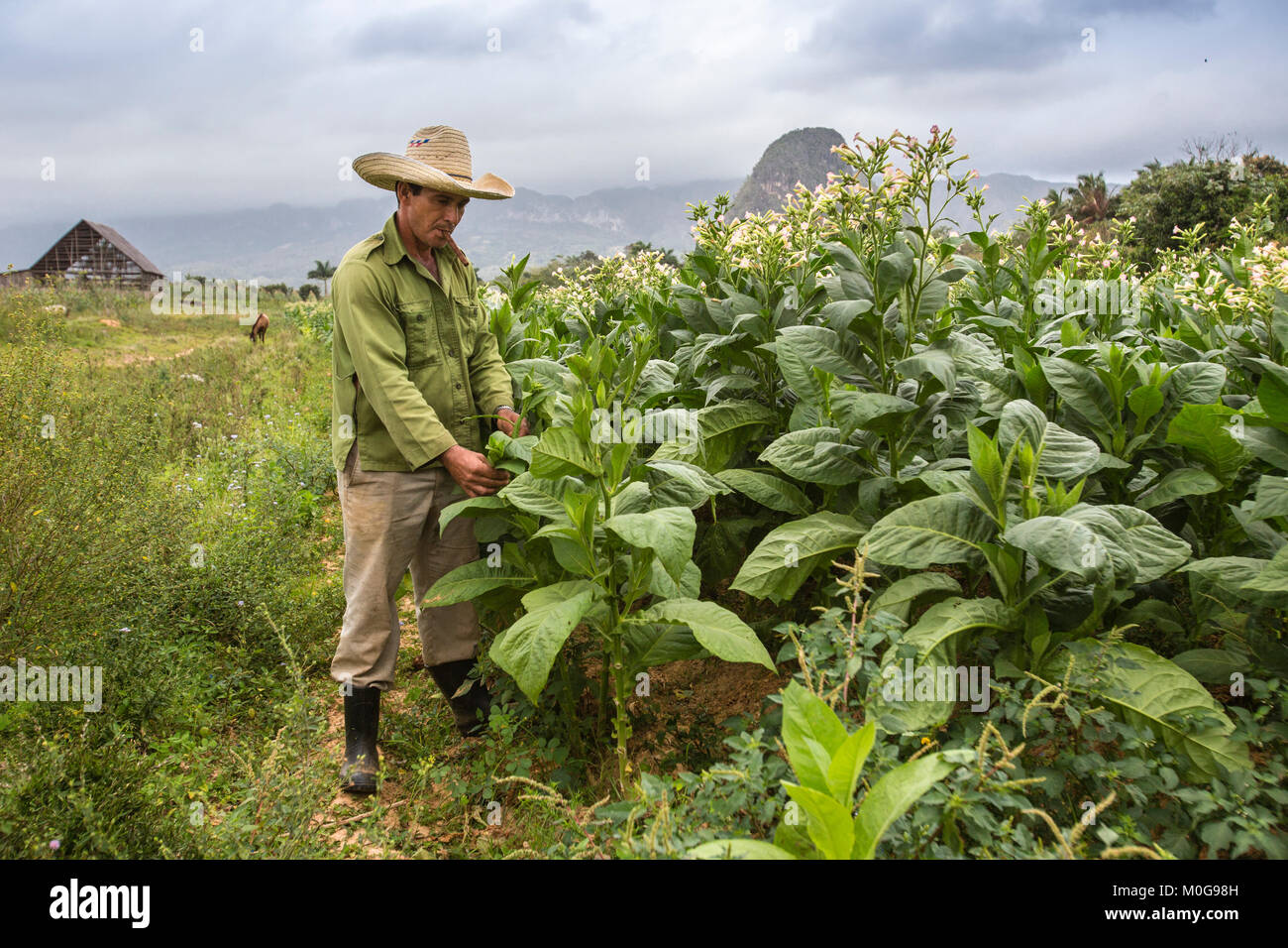 Producteur de tabac dans la vallée de Vinales, Cuba Banque D'Images