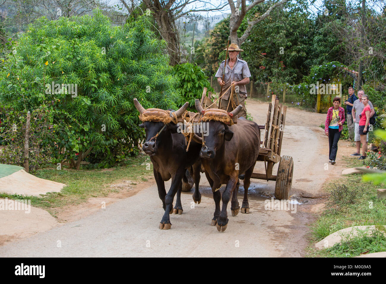 Boeufs transport en Vallée de Vinales, Cuba Banque D'Images