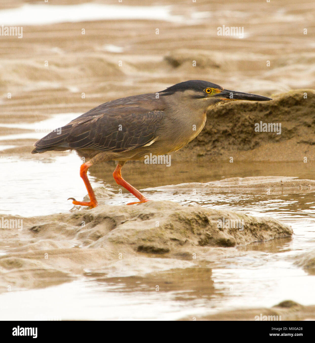 / Strié héron mangrove, Butorides striatus, avec long bec et pattes rouges, les pataugeoires et les bassins d'eau entre sur la plage en Australie Banque D'Images