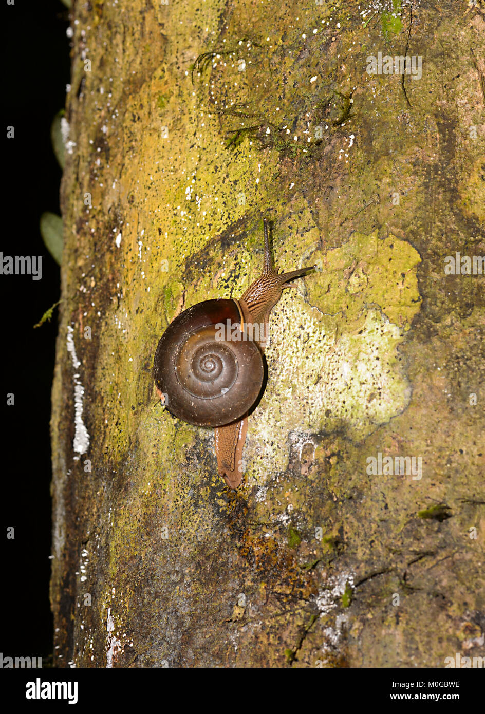 Escargot rampant sur un tronc d'arbre dans la nuit, Danum Valley Conservation Area, Bornéo, Sabah, Malaisie Banque D'Images Escargot rampant sur un tronc d'arbre dans la nuit, Danum Valley Conservation Area, Bornéo, Sabah, Malaisie Banque D'Images