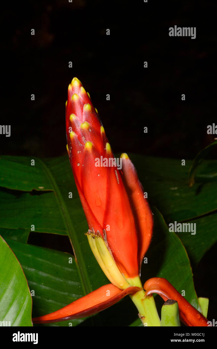 Le gingembre sauvage fleur, Danum Valley Conservation Area, Bornéo, Sabah, Malaisie Banque D'Images Le gingembre sauvage fleur, Danum Valley Conservation Area, Bornéo, Sabah, Malaisie Banque D'Images