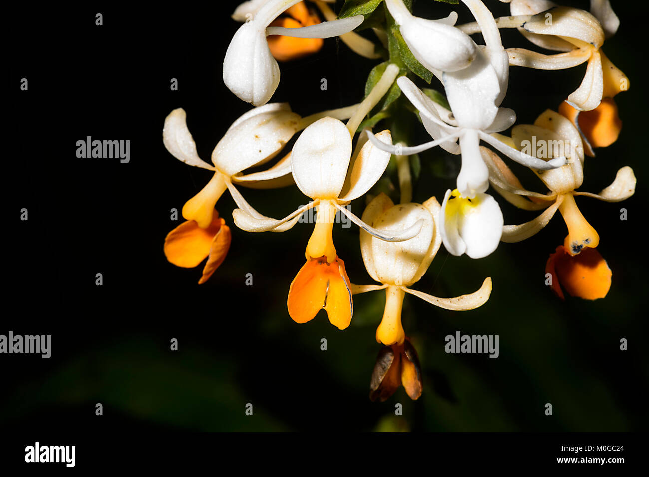 Orchidées au sol (Schoenorchis buddleiflora), Danum Valley Conservation Area, Bornéo, Sabah, Malaisie Banque D'Images Orchidées au sol (Schoenorchis buddleiflora), Danum Valley Conservation Area, Bornéo, Sabah, Malaisie Banque D'Images