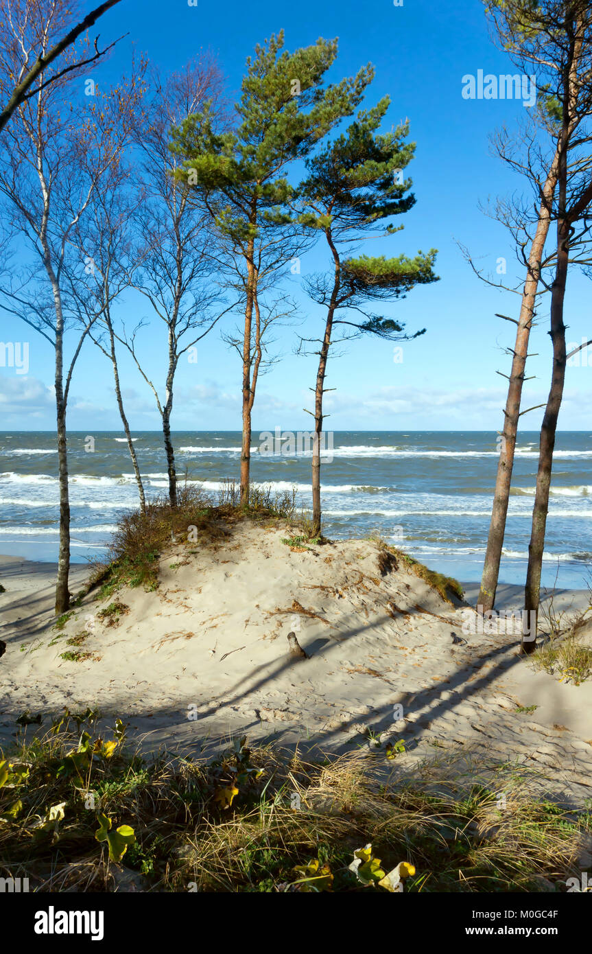La côte de la mer d'arbres, de pins par la mer, les vagues sur la mer Baltique Banque D'Images