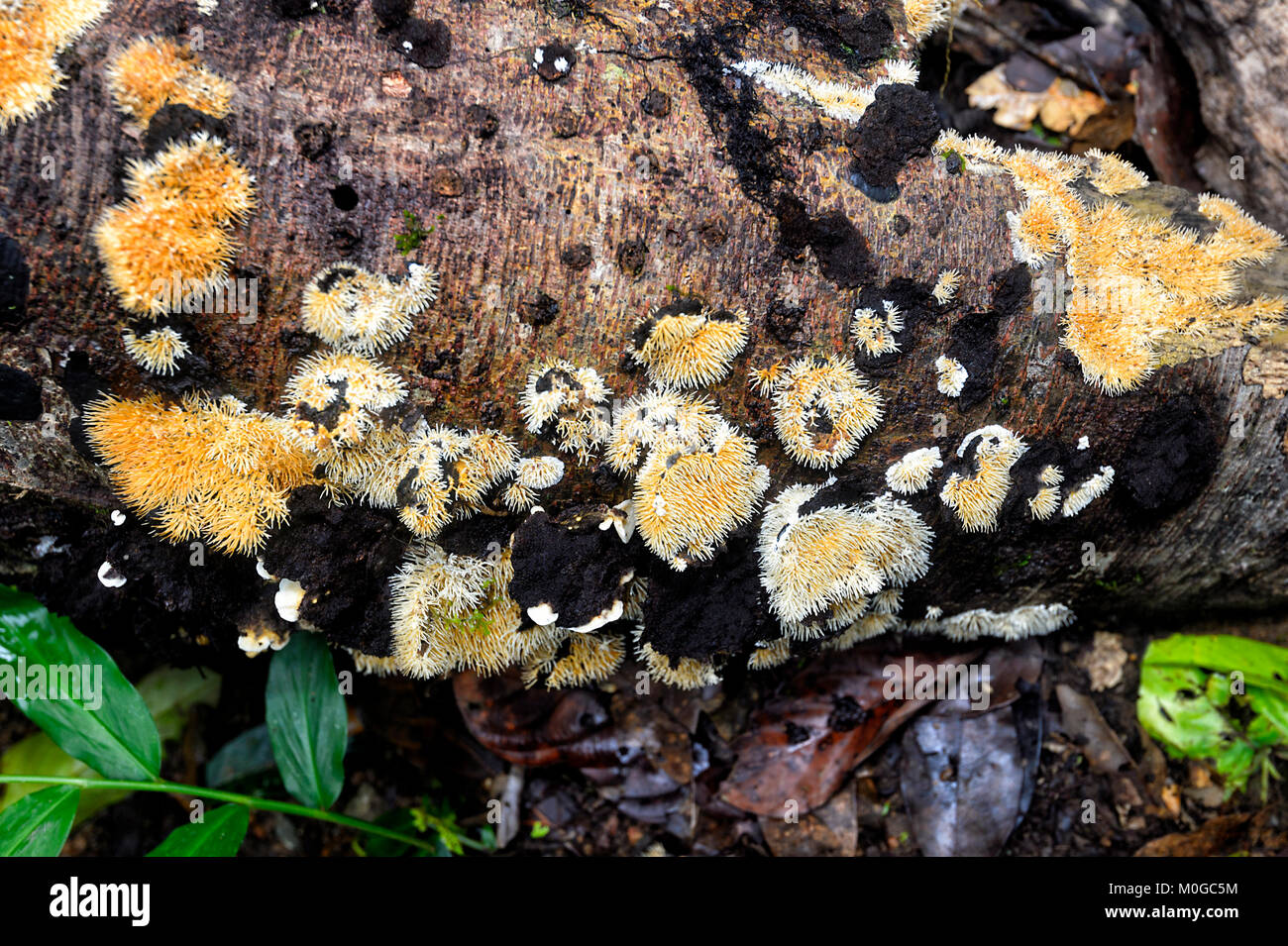 Détail de champignons poussant sur un tronc d'arbre dans la forêt tropicale primaire, Danum Valley Conservation Area, Bornéo, Sabah, Malaisie Banque D'Images Détail de champignons poussant sur un tronc d'arbre dans la forêt tropicale primaire, Danum Valley Conservation Area, Bornéo, Sabah, Malaisie Banque D'Images