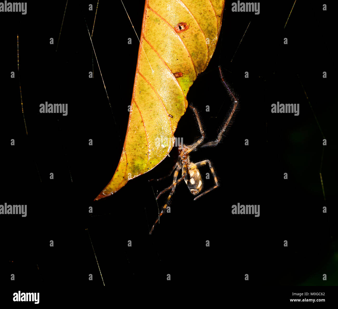 Araignée sur sa toile d'araignee dans la nuit dans la forêt primaire, Danum Valley Conservation Area, Bornéo, Sabah, Malaisie Banque D'Images Araignée sur sa toile d'araignee dans la nuit dans la forêt primaire, Danum Valley Conservation Area, Bornéo, Sabah, Malaisie Banque D'Images