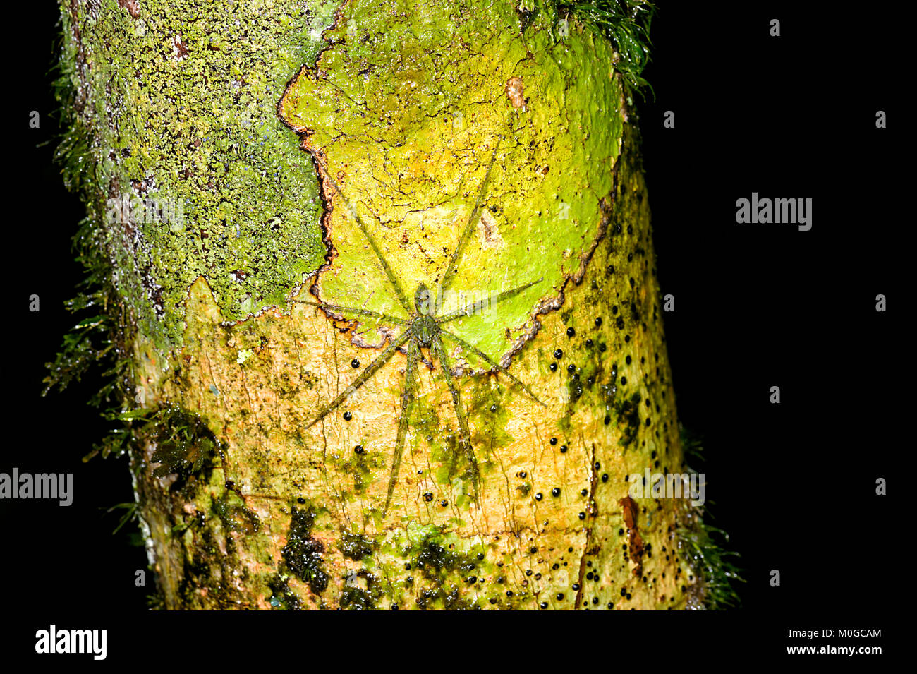 Huntsman (Pandercetes Lichen sp.) sur un tronc d'arbre dans la forêt tropicale primaire, Danum Valley Conservation Area, Bornéo, Sabah, Malaisie Banque D'Images Huntsman (Pandercetes Lichen sp.) sur un tronc d'arbre dans la forêt tropicale primaire, Danum Valley Conservation Area, Bornéo, Sabah, Malaisie Banque D'Images