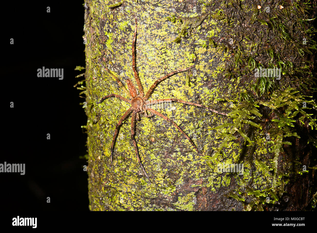 Araignée Huntsman sur un tronc d'arbre moussu dans la forêt primaire, Danum Valley Conservation Area, Bornéo, Sabah, Malaisie Banque D'Images Araignée Huntsman sur un tronc d'arbre moussu dans la forêt primaire, Danum Valley Conservation Area, Bornéo, Sabah, Malaisie Banque D'Images