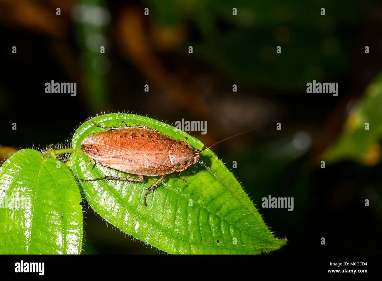Cancrelat sur une feuille dans la forêt primaire, Danum Valley Conservation Area, Bornéo, Sabah, Malaisie Banque D'Images Cancrelat sur une feuille dans la forêt primaire, Danum Valley Conservation Area, Bornéo, Sabah, Malaisie Banque D'Images