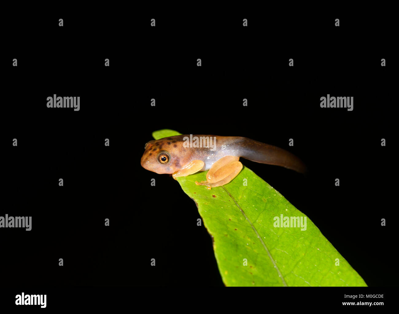 Tadpole sur une feuille dans la forêt primaire, Danum Valley Conservation Area, Bornéo, Sabah, Malaisie Banque D'Images Tadpole sur une feuille dans la forêt primaire, Danum Valley Conservation Area, Bornéo, Sabah, Malaisie Banque D'Images